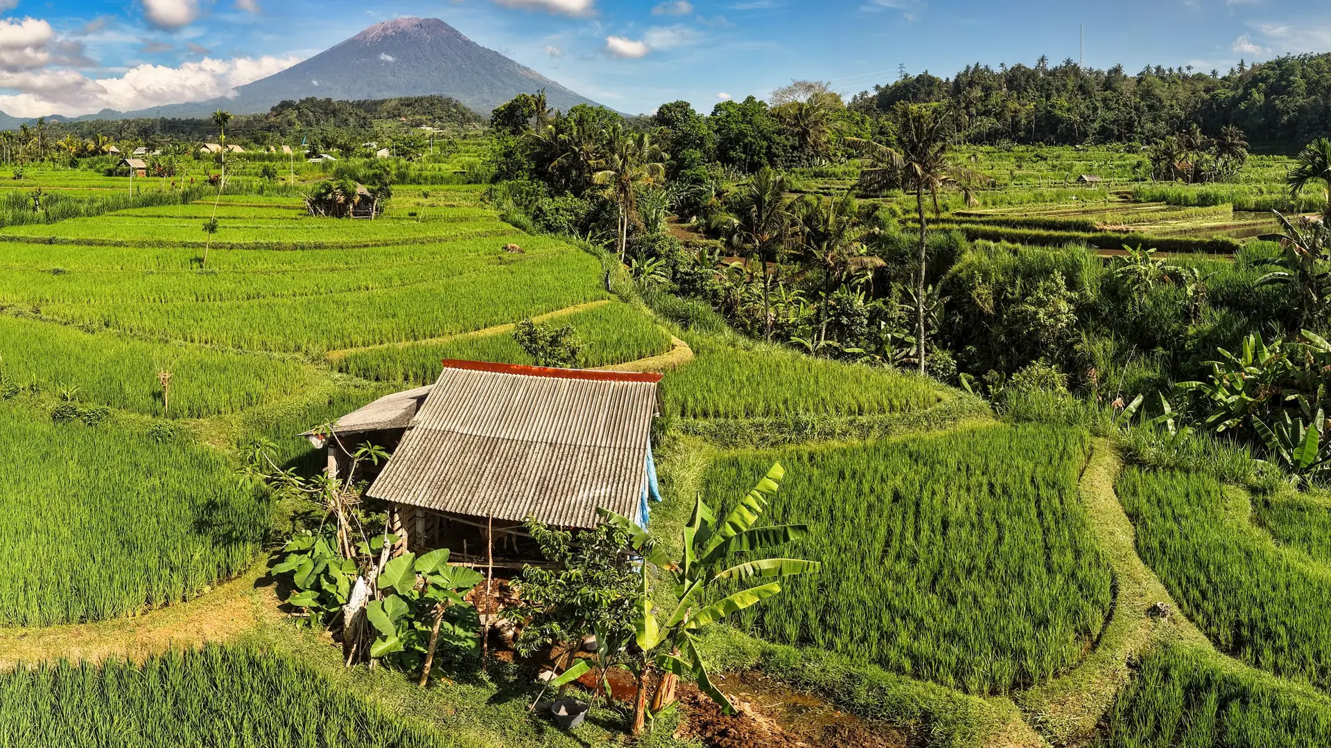 Sawah berundak