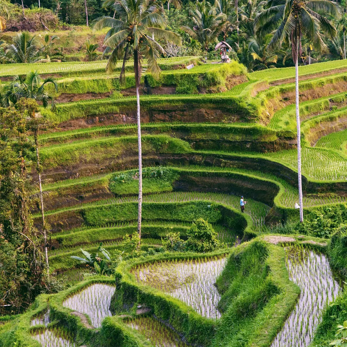 Sawah berundak